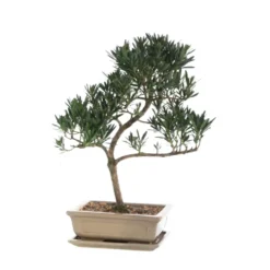 Bonsaï rempoté varié botanic® mix taille 5