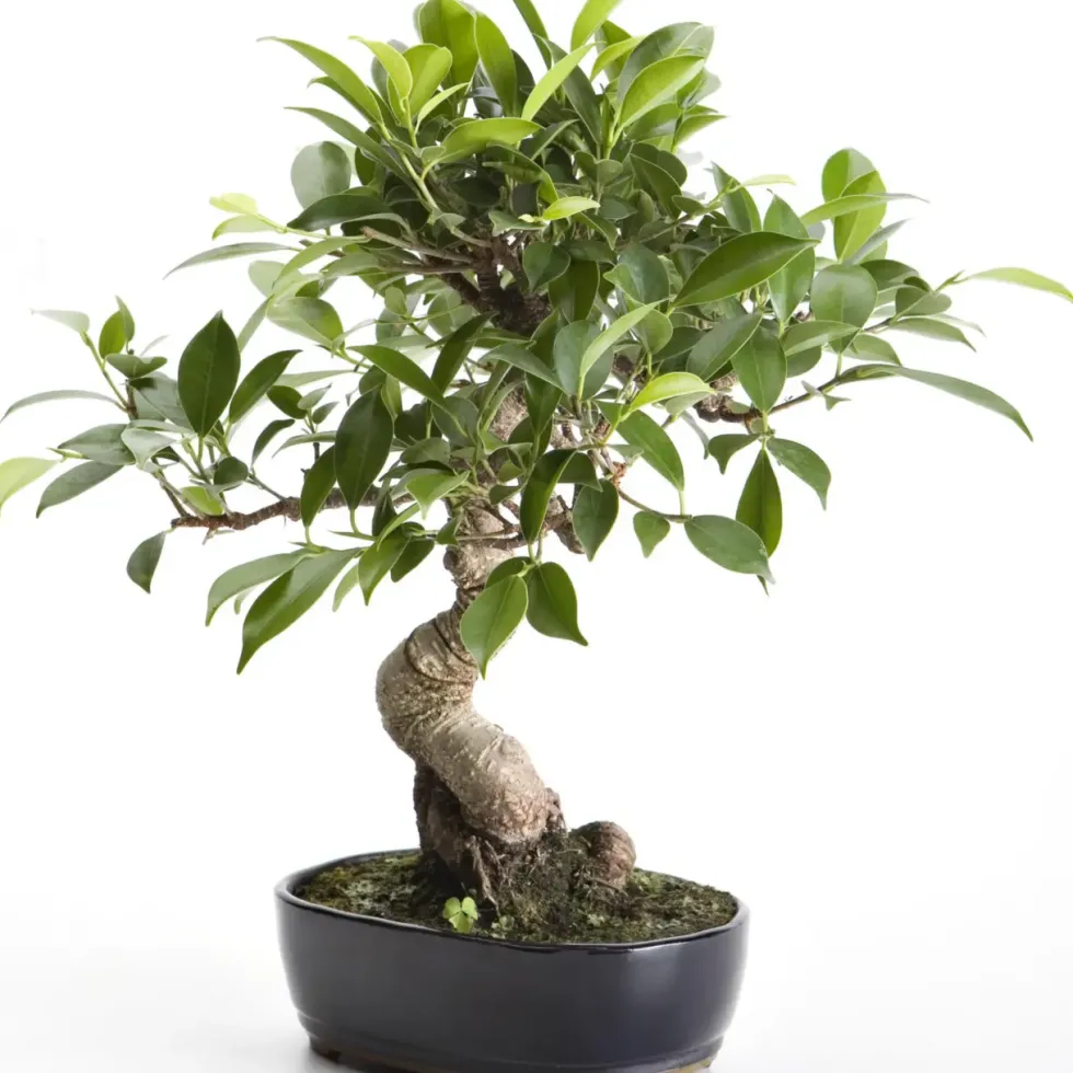 Bonsaï rempoté varié botanic® mix taille 1