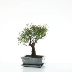 Bonsaï Syzygium botanic® taille 1,5. Le pot
