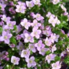 Boronia Tige - Le pot de 14 cm