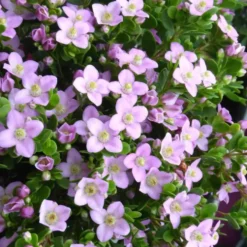 Boronia Tige - Le pot de 14 cm