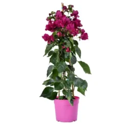 Bougainvillée palissée tipi. Le pot de 3 litres