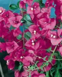 Bougainvillier Varié en colonne – 2m