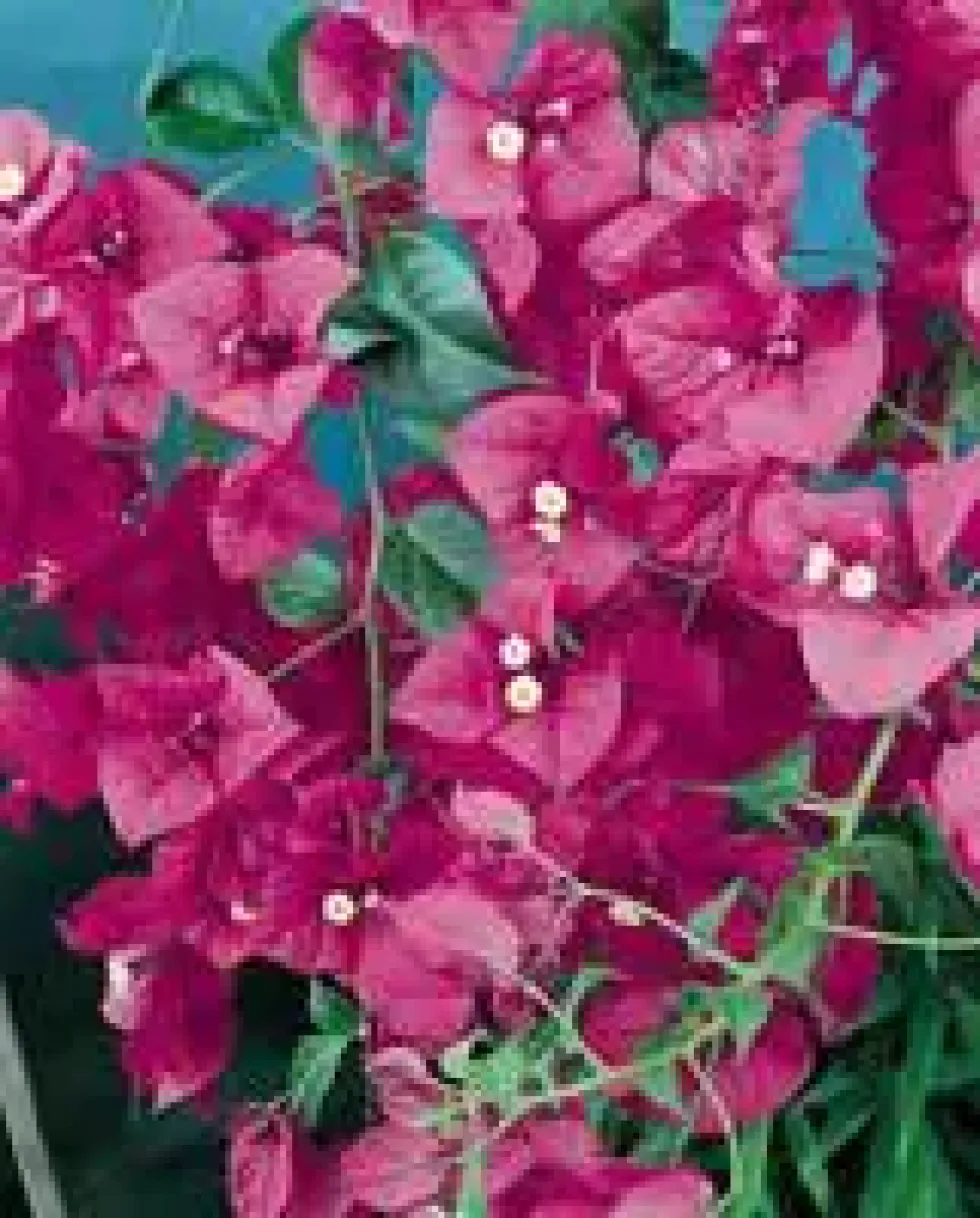 Bougainvillier Varié en colonne – 2m