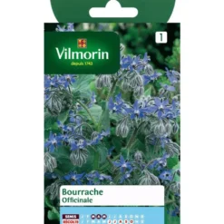 Bourrache Officinale Vilmorin - graines à semer