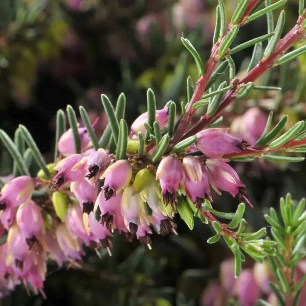 Bruyère (Erica Darleyensis). Le pot de 3 litres