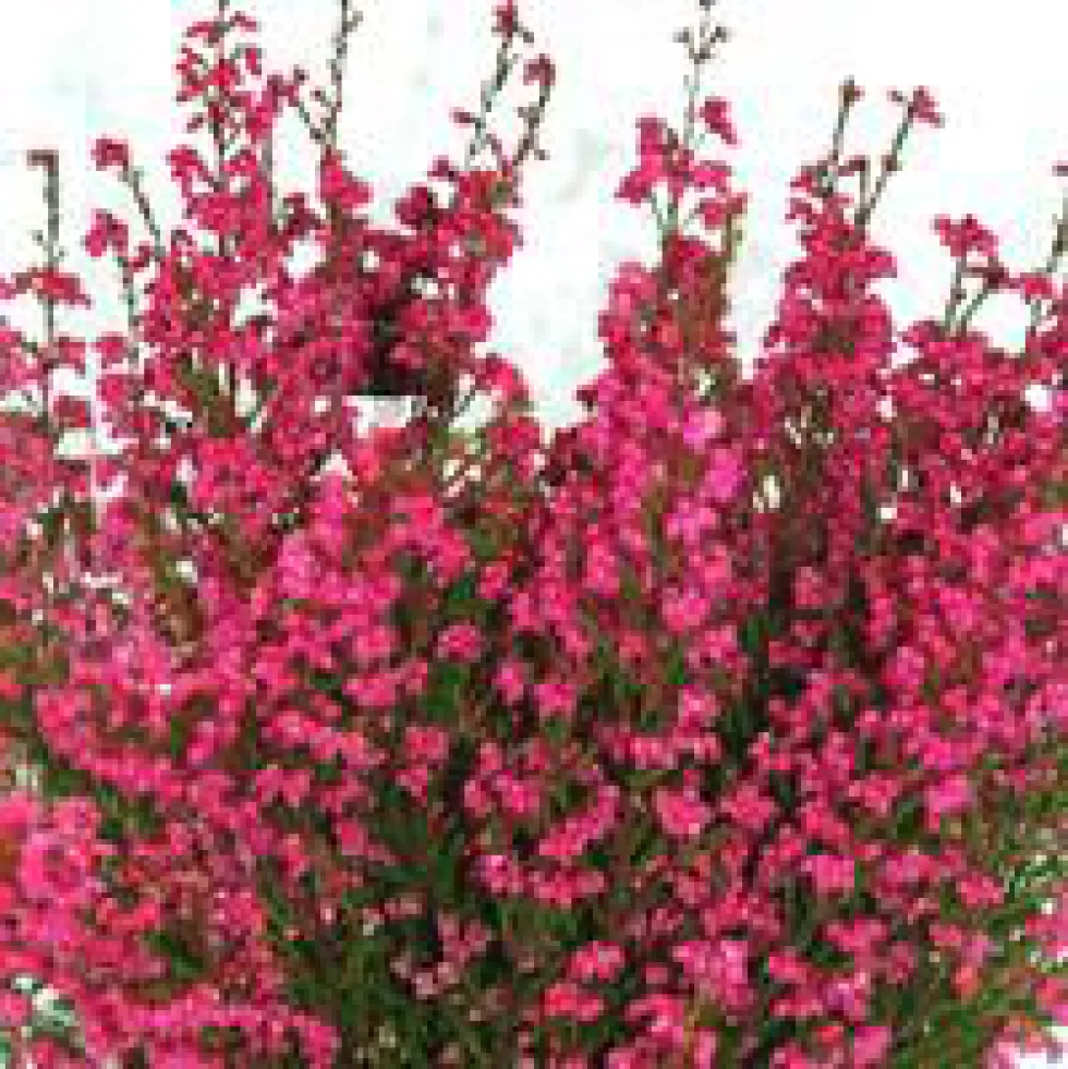 Bruyère gracilis rouge - Le pot de 2,5 litres