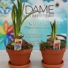 Bulbe d’Amaryllis. Le pot de Ø 13 x H 25 cm