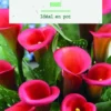 Bulbe de fleurs Arum rouge botanic® - 1 bulbe