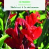 Bulbe de fleurs Canna Indica The President botanic® - 1 bulbe