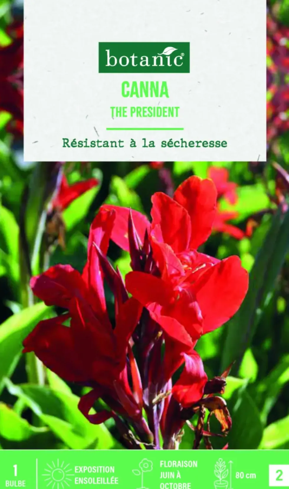 Bulbe de fleurs Canna Indica The President botanic® - 1 bulbe
