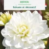 Bulbe de fleurs Dalhia buisson Montreuil botanic® - 1 bulbe