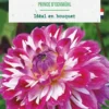 Bulbe de fleurs Dalhia décoratif Prince d’Eckmuhl botanic® - 1 bulbe