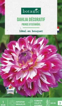 Bulbe de fleurs Dalhia décoratif Prince d’Eckmuhl botanic® - 1 bulbe