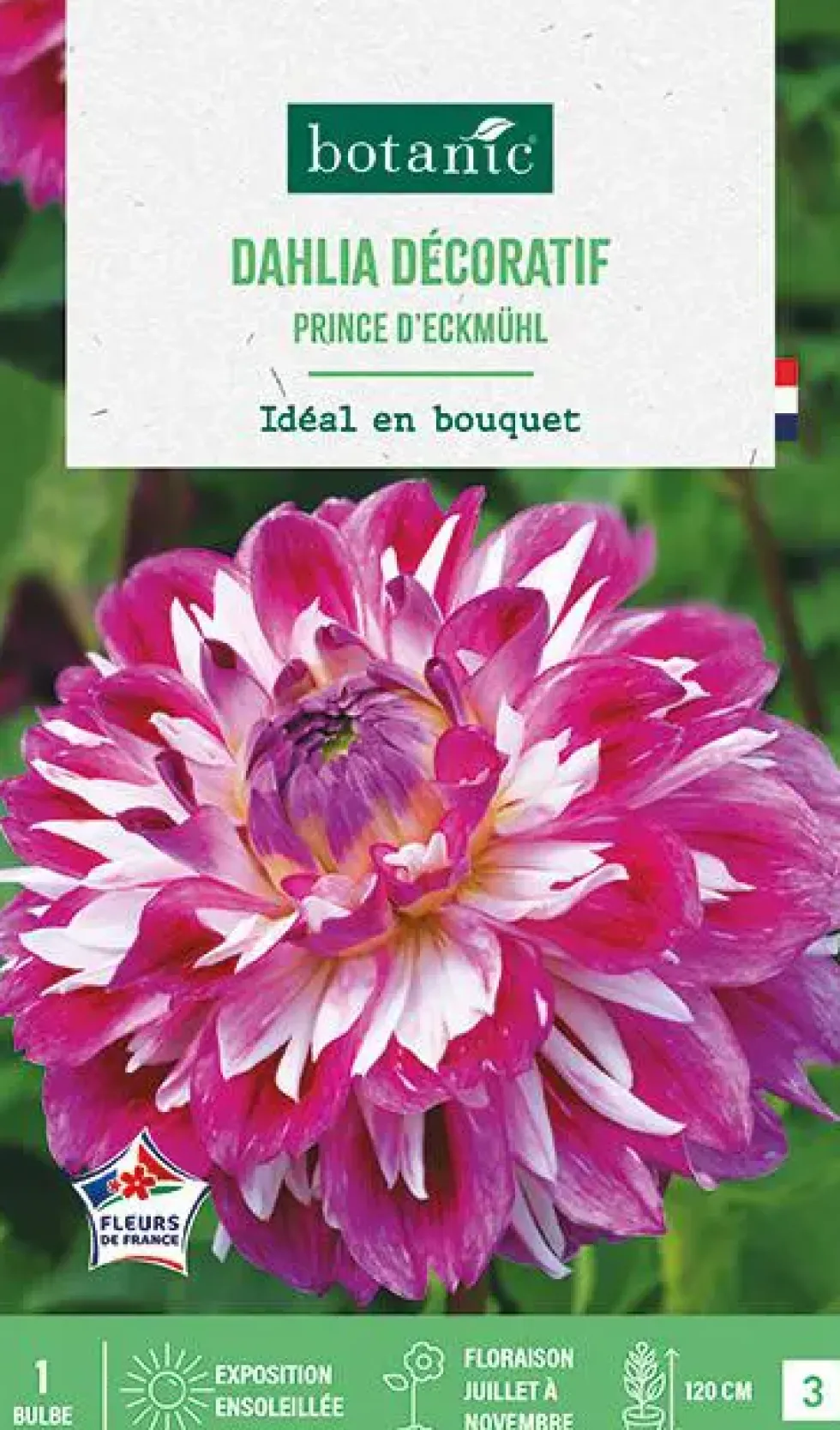 Bulbe de fleurs Dalhia décoratif Prince d’Eckmuhl botanic® - 1 bulbe