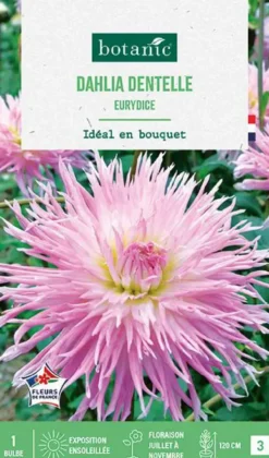Bulbe de fleurs Dalhia dentelle Eurydice botanic® - 1 bulbe