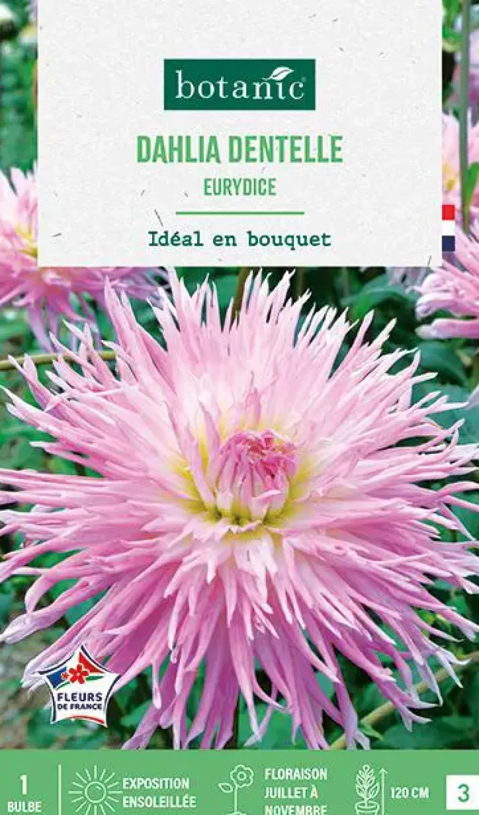 Bulbe de fleurs Dalhia dentelle Eurydice botanic® - 1 bulbe