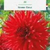 Bulbe de fleurs Dalhia dentelle Jax botanic® - 1 bulbe