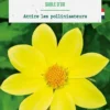 Bulbe de fleurs Dalhia nain simple Sable d’or botanic® - 1 bulbe