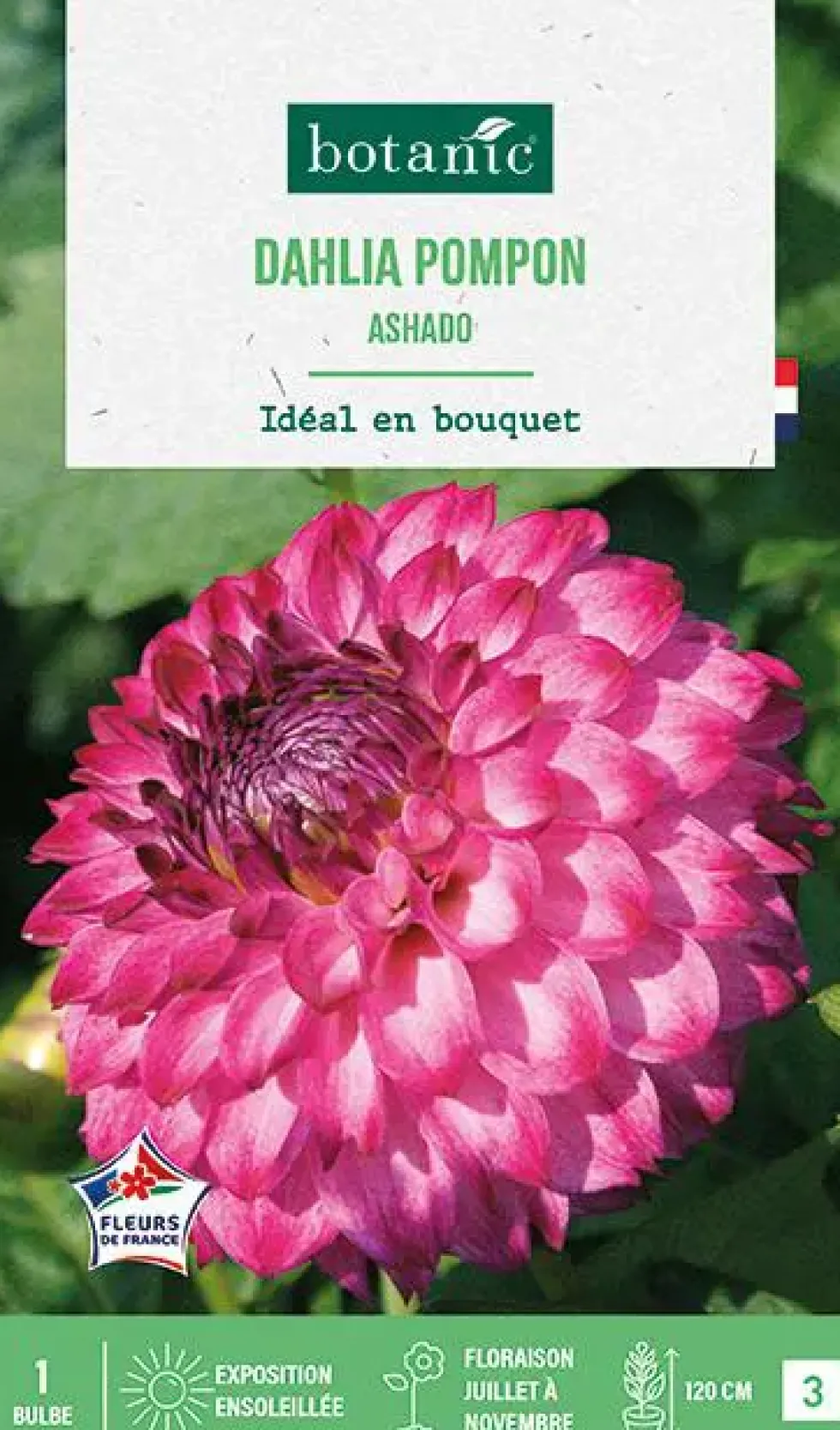 Bulbe de fleurs Dalhia pompon Ashado botanic® - 1 bulbe