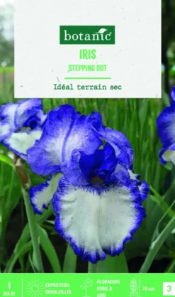 Bulbe de fleurs Iris Germanica Stepping out botanic® - 1 bulbe