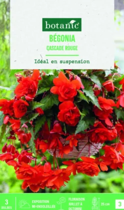Bulbes de fleurs Bégonia Cascade rouge botanic® - 3 bulbes