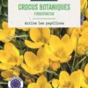 Bulbes de fleurs Crocus botaniques Fuscotinctus jaune botanic® - 10 bulbes