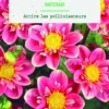 Bulbes de fleurs Dahlia collerette Hartenaas botanic® - 2 bulbes