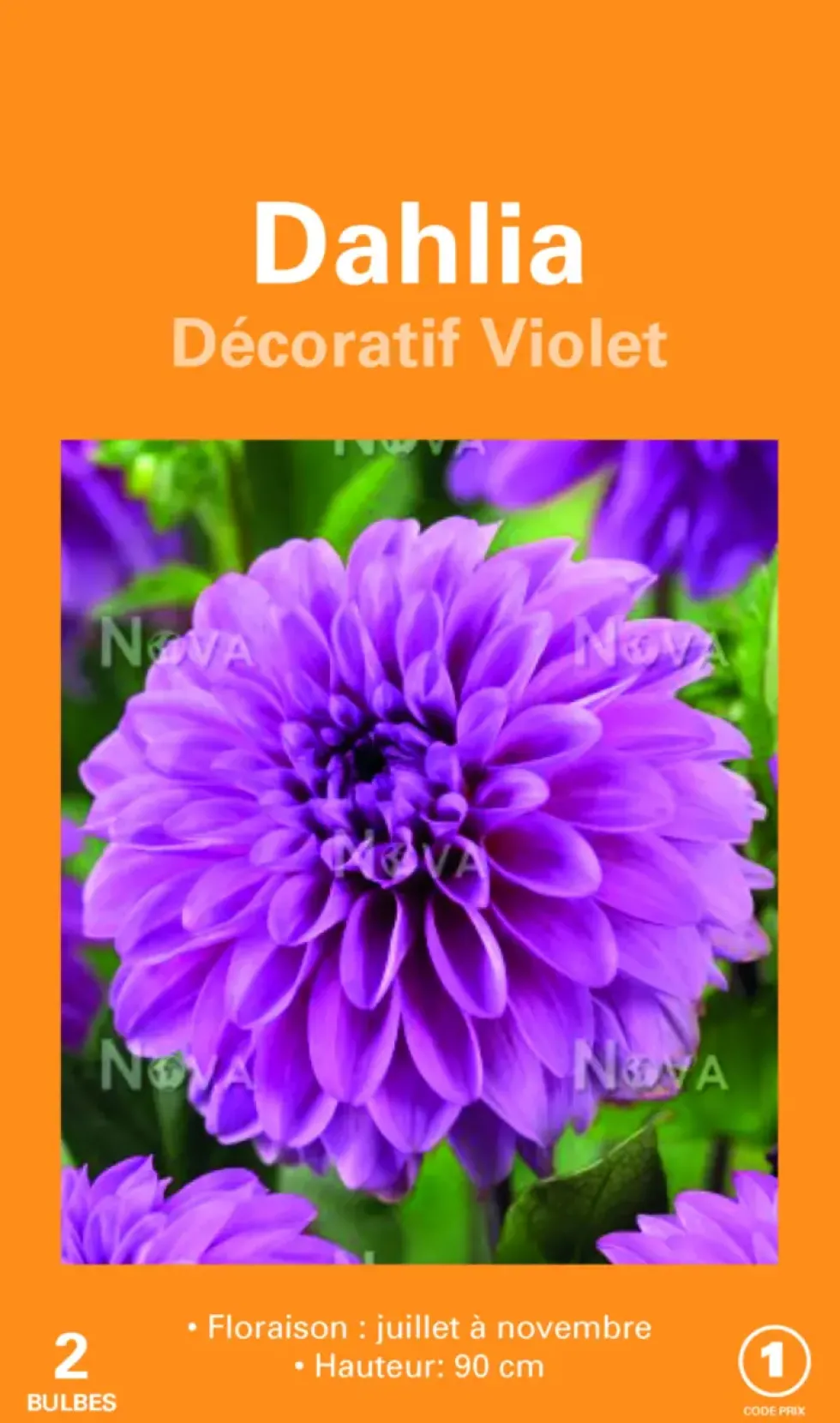 Bulbes de fleurs Dahlia décoratif violet botanic® – 2 bulbes