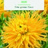 Bulbes de fleurs Dahlia Fimbriata Encore botanic® - 2 bulbes