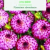 Bulbes de fleurs Dahlia Pompon Little Robert botanic® - 2 bulbes