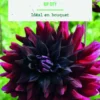 Bulbes de fleurs Dahlia semi-cactus rip City botanic® - 2 bulbes