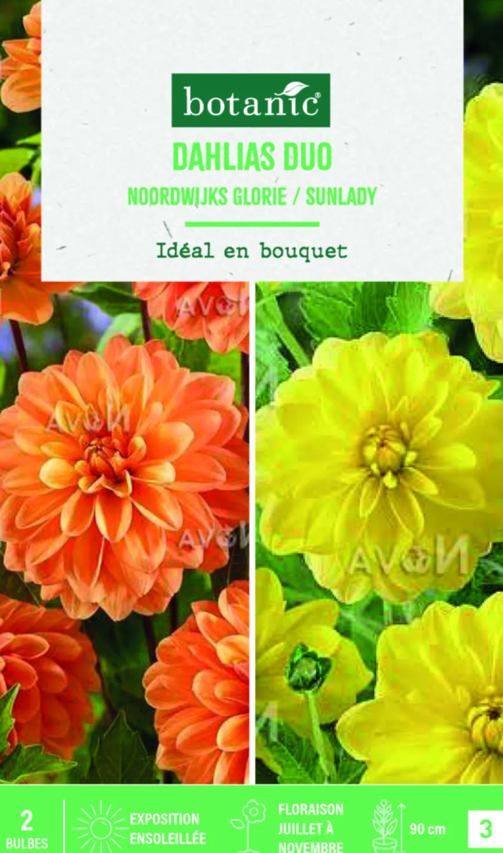 Bulbes de fleurs duo de Dahlias décoratifs Noordwijk / Sunlady botanic® - 2 bulbes