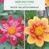 Bulbes de fleurs duo de Dahlias Cherry Star / Esther botanic® - 2 bulbes