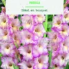 Bulbes de fleurs Glaïeul grandes fleurs Priscilla botanic® - 8 bulbes