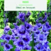 Bulbes de fleurs Glaïeul grandes fleurs Passos bio botanic® - 10 bulbes