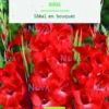 Bulbes de fleurs Glaïeul grandes fleurs Bunga bio botanic® - 10 bulbes