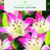 Bulbes de fleurs Lys asiatique Levu botanic® - 2 bulbes