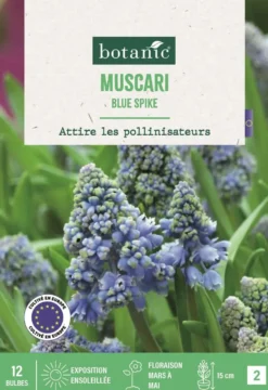 Bulbes de fleurs Muscari Blue Spike bleu botanic® - 12 bulbes