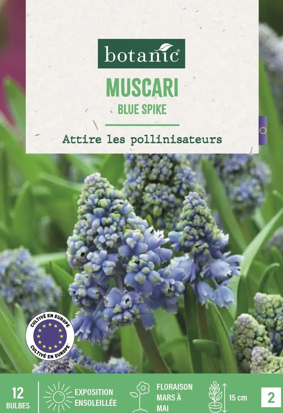 Bulbes de fleurs Muscari Blue Spike bleu botanic® - 12 bulbes