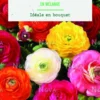 Bulbes de fleurs Renoncule asiatique en mélange botanic® – 25 bulbes