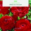 Bulbes de fleurs Renoncule asiatique rouge botanic® – 12 bulbes