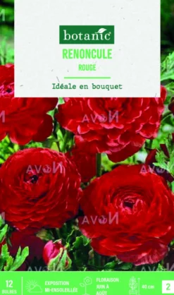 Bulbes de fleurs Renoncule asiatique rouge botanic® – 12 bulbes