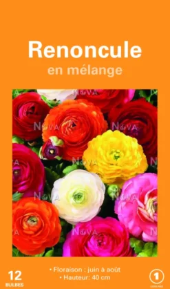 Bulbes de fleurs Renoncules asiatiques en mélange botanic® – 12 bulbes