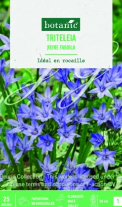 Bulbes de fleurs Triteleia Reine Fabiola botanic® – 25 bulbes