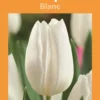 Bulbes de fleurs Tulipe blanc botanic® - 7 bulbes