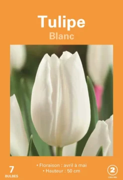 Bulbes de fleurs Tulipe blanc botanic® - 7 bulbes