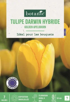 Bulbes de fleurs Tulipe Darwin hybride Golden Apeldoorn jaune botanic® - 7 bulbes