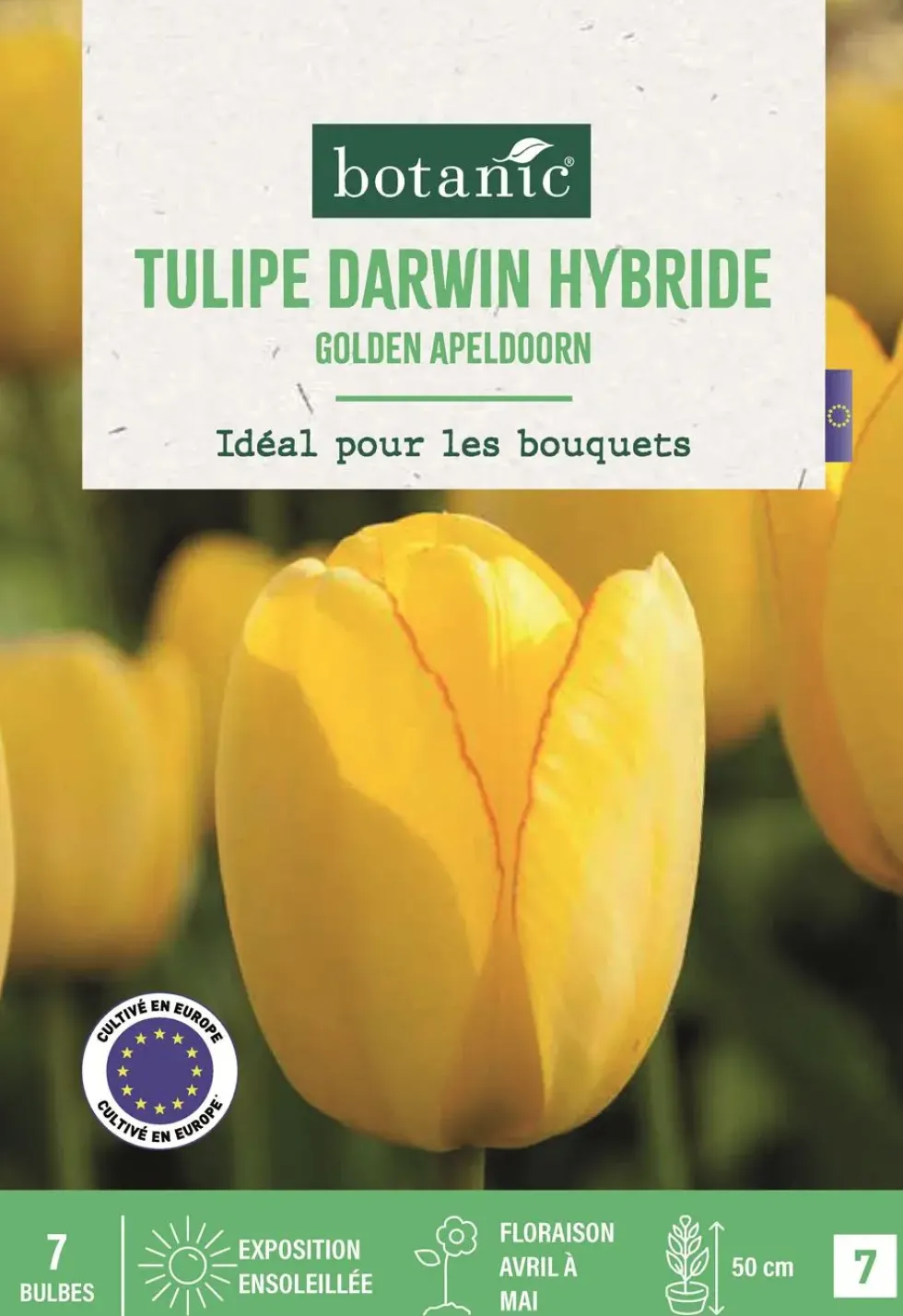 Bulbes de fleurs Tulipe Darwin hybride Golden Apeldoorn jaune botanic® - 7 bulbes