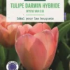 Bulbes de fleurs Tulipe Darwin hybride Mystic Van Eijk rose botanic® - 7 bulbes